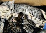 Just arrived - Bengal Kitten For Sale - Mattawan&comma; MI&comma; US