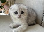 Scottish Fold Silver Female - Scottish Fold Kitten For Sale - 