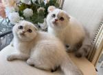 Scottish Fold Seal Point Brothers - Scottish Fold Kitten For Sale - Orlando&comma; FL&comma; US