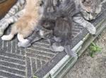 Gracie litter - Manx Kitten For Sale - 