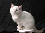 Lady Soleil - Ragdoll Kitten For Sale - Hudson&comma; OH&comma; US