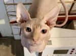 Juno boy sphynx - Sphynx Kitten For Sale - Fort Worth&comma; TX&comma; US