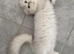 Scottish Fold Silver Chinchilla Female Retiring - Scottish Fold Cat For Sale/Retired Breeding - Orlando&comma; FL&comma; US