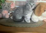 Bottle raised female kitten - Ragdoll Kitten For Sale - East Earl&comma; PA&comma; US