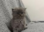 Blue Tabby Male Persian - Persian Kitten For Sale - 