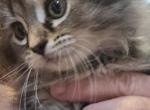 Ragamuffin female - Ragamuffin Kitten For Sale - Deer Park&comma; IL&comma; US