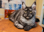Misty Black smoke sweet female - Maine Coon Kitten For Sale - Grant Valkaria&comma; FL&comma; US