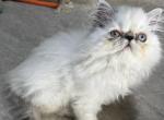MIL20 Marshmallow CFA Lilac Point Himalayan Female - Himalayan Kitten For Sale - Lacey&comma; WA&comma; US
