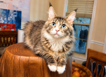 Sapphire DBE female tabby with white - Maine Coon Kitten For Sale - Grant Valkaria&comma; FL&comma; US