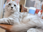 Star Amazing Silver  Polydactyl boy - Maine Coon Kitten For Sale - Grant Valkaria&comma; FL&comma; US