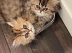 Cocos babies - Persian Kitten For Sale - 