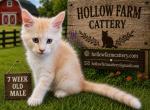 Male Maine Coon - Maine Coon Kitten For Sale - 