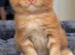 Polydactyl red - Maine Coon Kitten For Sale - Huntley&comma; IL&comma; US