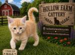 Maine Coon - Maine Coon Kitten For Sale - Brazil&comma; IN&comma; US