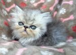 The Darlings - Persian Kitten For Sale - Glen Rose&comma; TX&comma; US