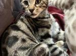 Diesel aka Landon - Bengal Kitten For Sale - 