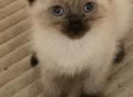 Balinese seal points - Balinese Kitten For Sale - Deer Park&comma; IL&comma; US