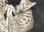 Drew Black Collar - Bengal Kitten For Sale - Oklahoma City&comma; OK&comma; US