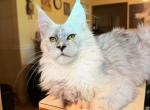 Luna female High Smoke Polydactyl - Maine Coon Kitten For Sale - Grant Valkaria&comma; FL&comma; US