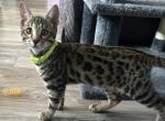 Violet Green Collar - Bengal Kitten For Sale - 