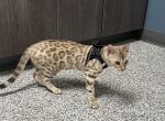 Valora - Bengal Kitten For Sale - Oklahoma City&comma; OK&comma; US