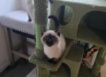 12 week old seal point siamese bonded brothers - Siamese Kitten For Sale - Twin Lakes&comma; WI&comma; US
