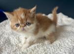 Elton - Persian Kitten For Sale - Arlington Heights&comma; IL&comma; US
