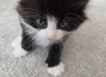 Tete - Domestic Kitten For Sale - 