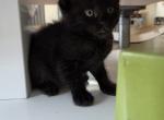 Raven - Domestic Kitten For Sale - 