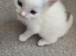 Lito - Domestic Kitten For Sale - 