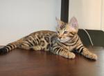 Mystify - Bengal Kitten For Sale - 