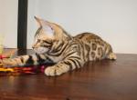 Mystify - Bengal Kitten For Sale - Valparaiso&comma; IN&comma; US