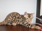 Mystify - Bengal Kitten For Sale - Valparaiso&comma; IN&comma; US