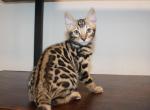 Maverick - Bengal Kitten For Sale - 