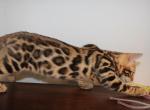 Magica - Bengal Kitten For Sale - Valparaiso&comma; IN&comma; US