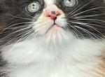 Sierra Nevada Kittens - Exotic Kitten For Sale - CA&comma; US