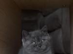 Leo - Scottish Straight Kitten For Sale - 