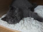 Leo - Scottish Straight Kitten For Sale - Schiller Park&comma; IL&comma; US