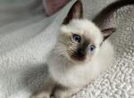 Sealpoint Female - Siamese Kitten For Sale - Willington&comma; CT&comma; US