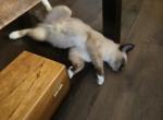 Fluffy - Siamese Kitten For Sale - Indianapolis&comma; IN&comma; US