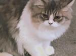 Blue White Persian Kitten - Persian Kitten For Sale - Parma&comma; OH&comma; US