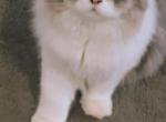 Blue White Persian Kitten - Persian Kitten For Sale - Parma&comma; OH&comma; US