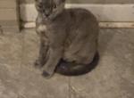 Lola - Devon Rex Cat For Sale - Lynchburg&comma; VA&comma; US