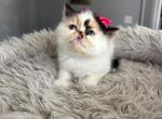 Meesha - Persian Kitten For Sale - Arlington Heights&comma; IL&comma; US