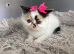 Meesha - Persian Kitten For Sale - Arlington Heights&comma; IL&comma; US