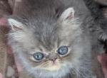 Trudy's babies - Persian Kitten For Sale - Brazos Point&comma; TX&comma; US