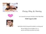 Ragdoll Purebred Daisy May's August 8 Litter - Ragdoll Kitten For Sale - Dousman&comma; WI&comma; US