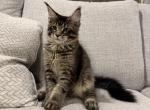 Blade - Maine Coon Kitten For Sale - Pipe Creek&comma; TX&comma; US