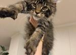 Thor - Maine Coon Kitten For Sale - 