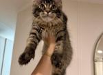 Leo - Maine Coon Kitten For Sale - 